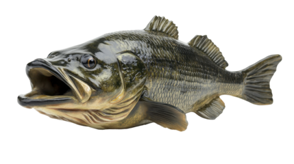 High-resolution Largemouth Bass PNG isolated on a transparent background, perfect for fishing websites