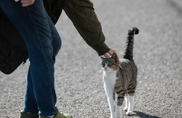 Obraz premium 可愛い猫の頭を撫でる人