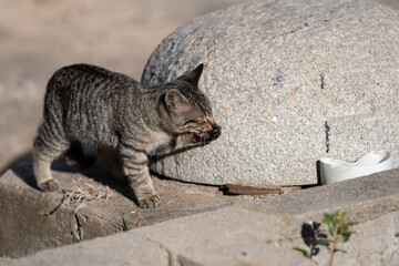 路地に住む可愛い子猫