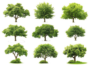 Fototapeta premium Realistic Tree Set with Foliage Leaves png