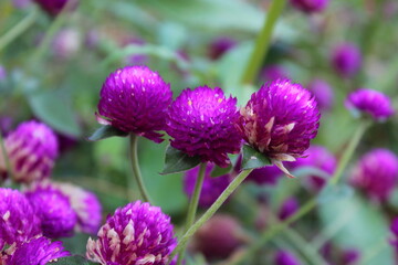 Globe amaranth or Gomphrena globosa purple flowers