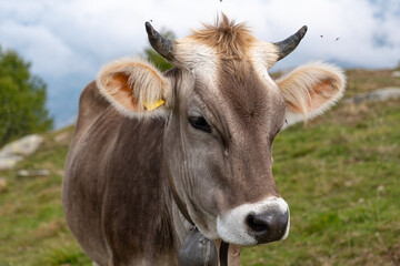 Close-up of a Cow in a grassland
