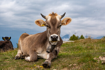 Close-up of a Cow in a grassland