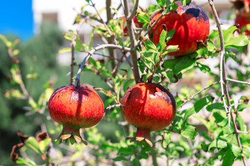 Ripe pomegranates hang on branch ready to be harvested. Red tropical fruits hanging on a tree
