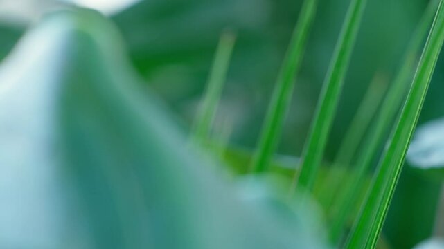 Focus pulling of some leaves in the garden.