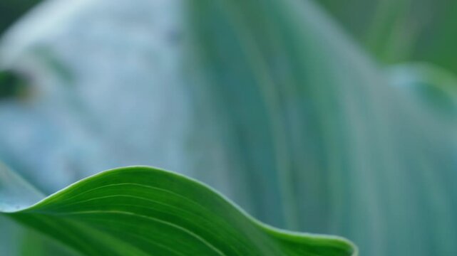 Close up of a big leave in the garden.