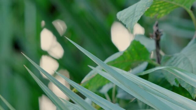 Some greenery in the garden shot with cinema gear