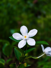 White Pollen Gardenia flowers in the garden