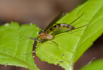 tiny fly fungus gnat Ditomyiidae sitting on a tree leaf