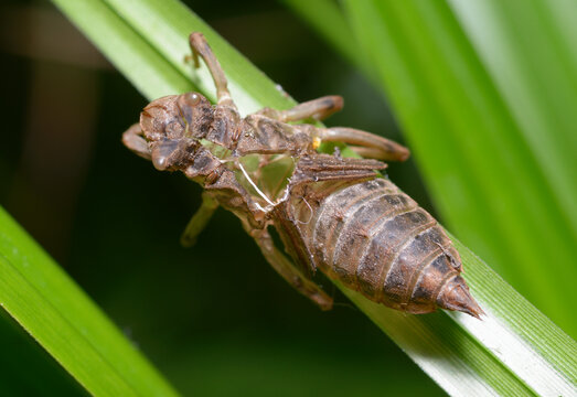 dragonfly shed skin, Exuvium Nymph, left on a grass blade