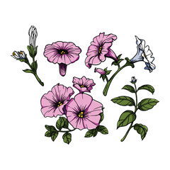 Petunia flowers in illustration