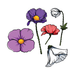 Petunia flowers in Vector illustration