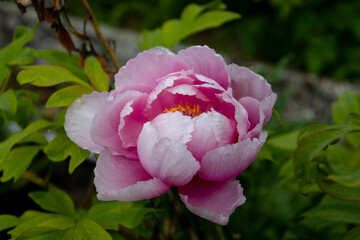 Close up of a pink peony blossom