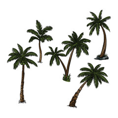 coconut tree in vector illustration