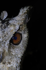 INDIAN SCOPS OWL POTRAIT. PARTICULARLY EYE PORTION. 