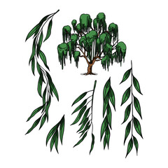 Willow Tree Plant Vector
