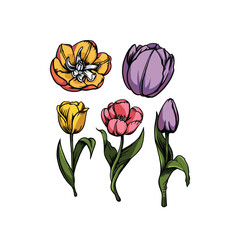 Tulips flowers set in Vector 