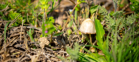 Small toadstool mushrooms in the forest. Inedible mushrooms in the field in the grass close-up.
