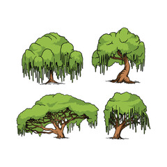 Willow Tree Plant in Vector illustration
