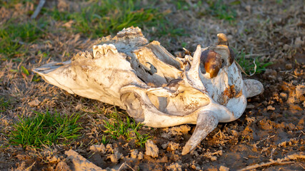 Animal bones, skull on dry land. Animal death, pestilence. The loss of cattle on pasture.