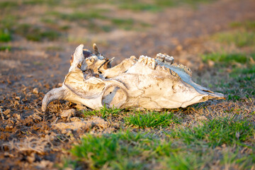 Animal bones, skull on dry land. Animal death, pestilence. The loss of cattle on pasture.
