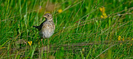Feldlerche // Eurasian skylark (Alauda arvensis)