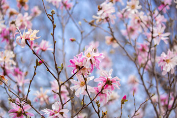 Blooming magnolia in spring. Beautiful buds of pink flowers close-up with blurred space for text.