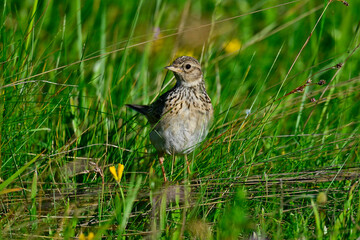 Eurasian skylark // Feldlerche (Alauda arvensis)