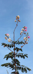 Mimosa Pudica Pink flowers also know as Touch Me Not Tree 2