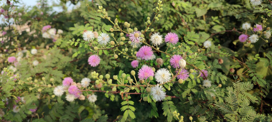 Obraz premium Mimosa Pudica Pink flowers also know as Touch Me Not Tree 3