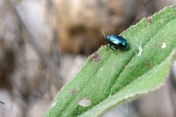 Alder gall or Alder Chrysomela, Agelastica alni, on a phlomis leaf.