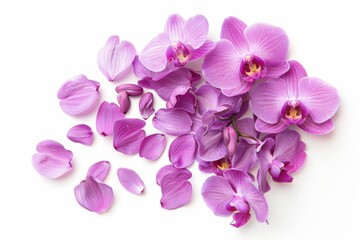 Elegant arrangement of purple orchid flowers surrounded by delicate petals on a clean background, showcasing the beauty of floral photography and nature-inspired art.






