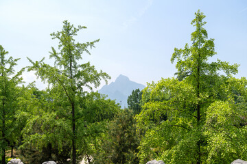 Obraz premium trees in the forest