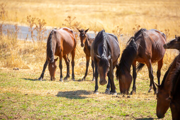 Obraz premium A herd of horses graze in the meadow in summer, eat grass, walk and frolic. Pregnant horses and foals, livestock breeding concept.