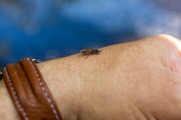 Obraz premium Female Common horse fly or Cleg fly (Haematopota pluvialis) biting and sucking blood from a human hand skin close-up