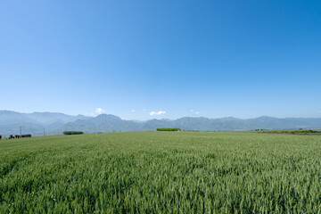 Fototapeta premium Wheat fields and mountains in spring in Xi'an, China
