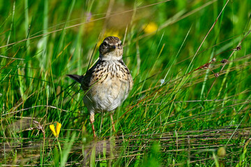 Eurasian skylark // Feldlerche (Alauda arvensis)