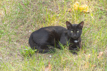 chat noir couché dans l'herbe