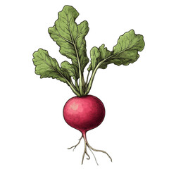 Red turnip isolated on white and transparent background. PNG cutout