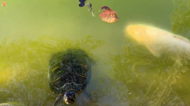 Tartaruga che nuota nel lago con altri pesci