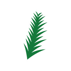 Pine leaf icon isolated on white background for your web and mobile app design. green leaf and plant illustration element design