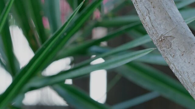 Pulling focus from a wodden branch in the garden to some sharp leaves.