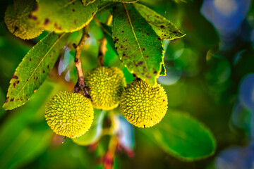 Branches, leaves and fruits of arbutus tree in early autumn.