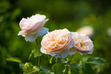 A Cluster of Garden Roses