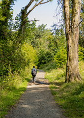 Obraz premium Young man walking woodland path or trail lined with trees grasses and wildflowers wearing backpack and baseball cap