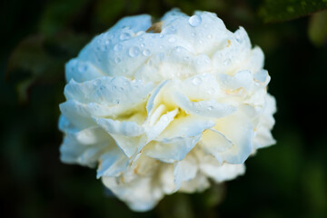 A Cluster of Garden Roses