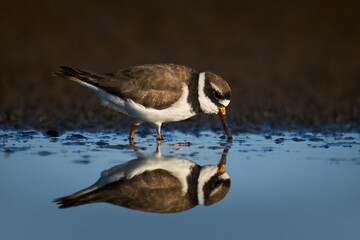 Common ringed plover (Charadrius hiaticula)