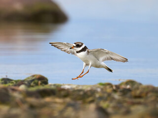 Common ringed plover (Charadrius hiaticula)