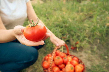 Harvesting tomatoes at organic farm. Tomato harvest time. Farmer Picking Tomatoes.
