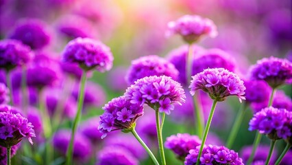 Fototapeta premium A Field of Vibrant Purple Flowers Bathed in Warm Sunlight, Blooming in Delicate Clusters and Adding a Touch of Whimsy to the Landscape